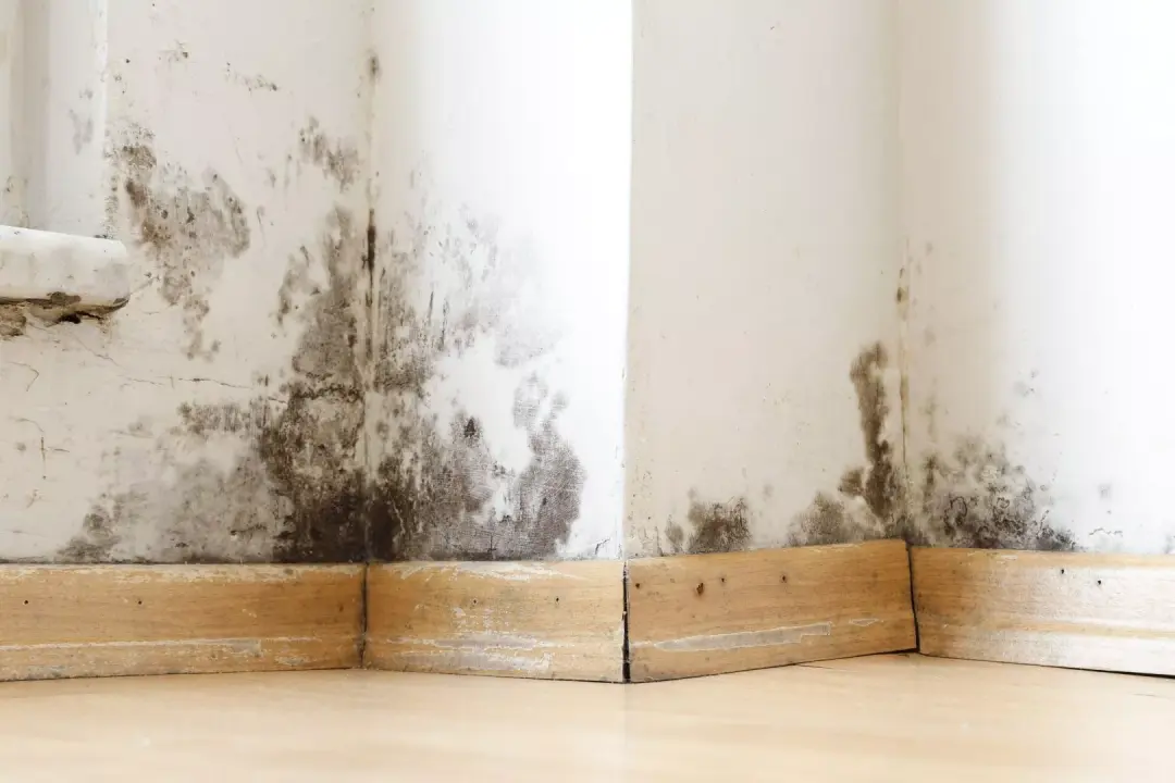 How Damp is a Sign of a Hidden Plumbing Leak